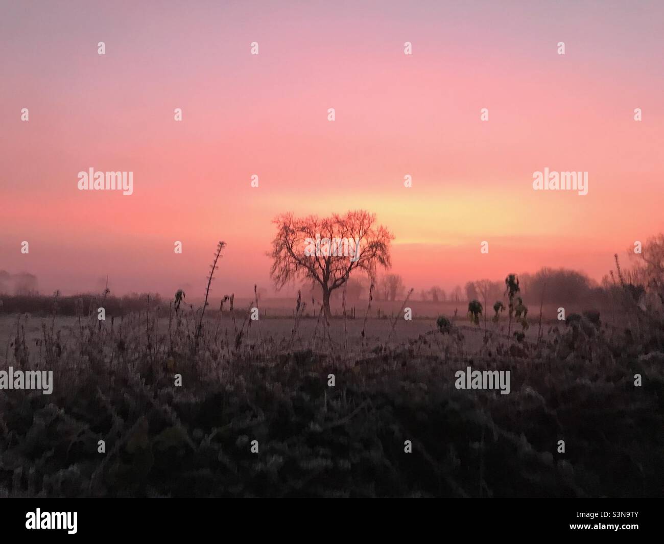 Baum im Winter Sonnenschein - Sonnenaufgang - Smartphone-aufgenommenes Stockfoto