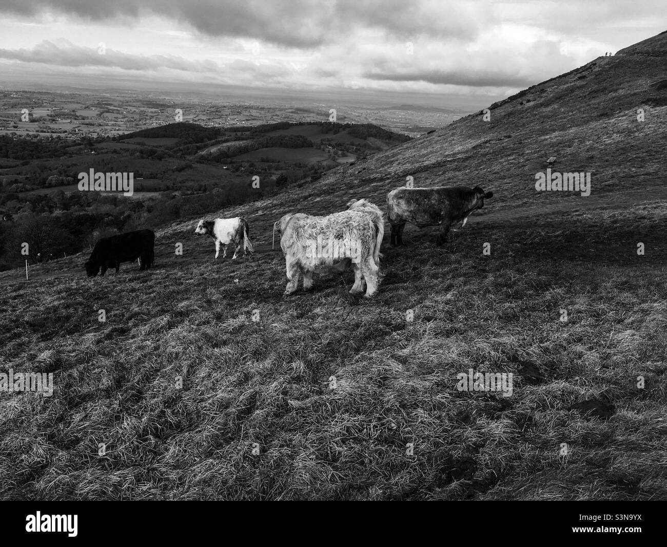 Aberdeen Angus Stockfoto