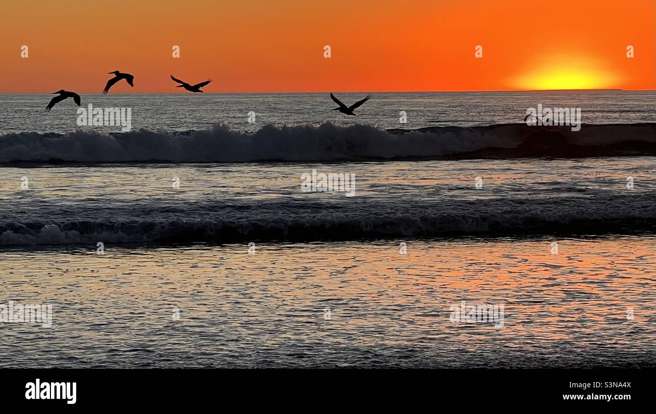 Pelikane fliegen bei Sonnenuntergang Stockfoto