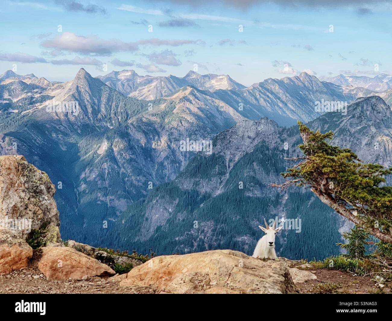 Bergziege grüßt am Winchester Mountain in den North Cascades Stockfoto