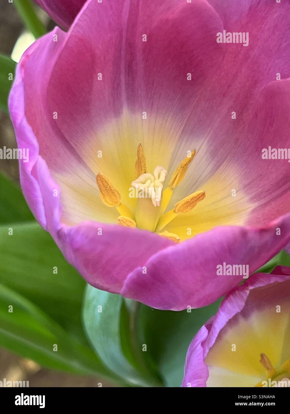 Tulpe-detail Stockfoto