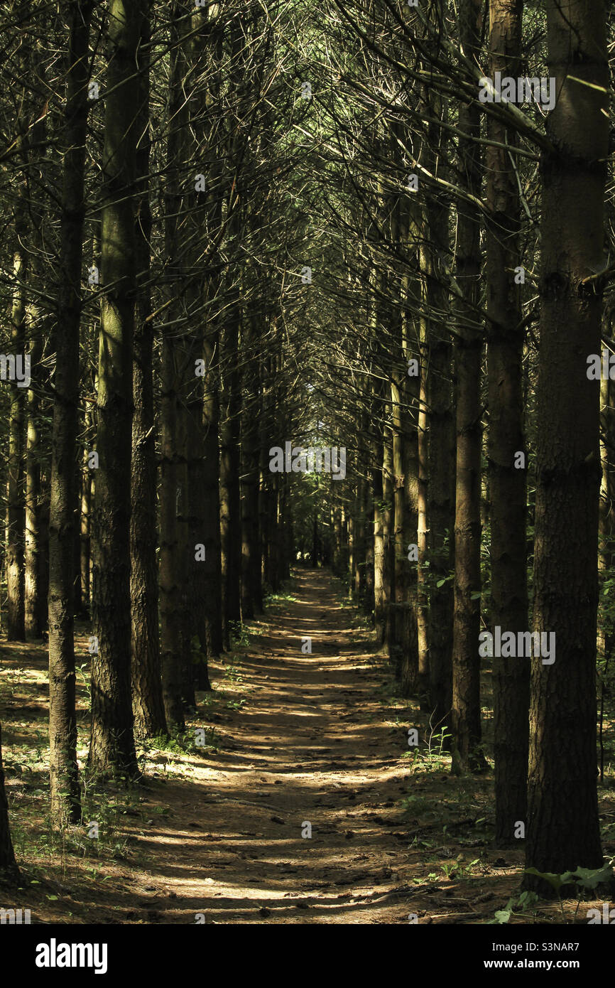 Auf einem Wanderweg scheint Sonnenschein durch die Bäume Stockfoto