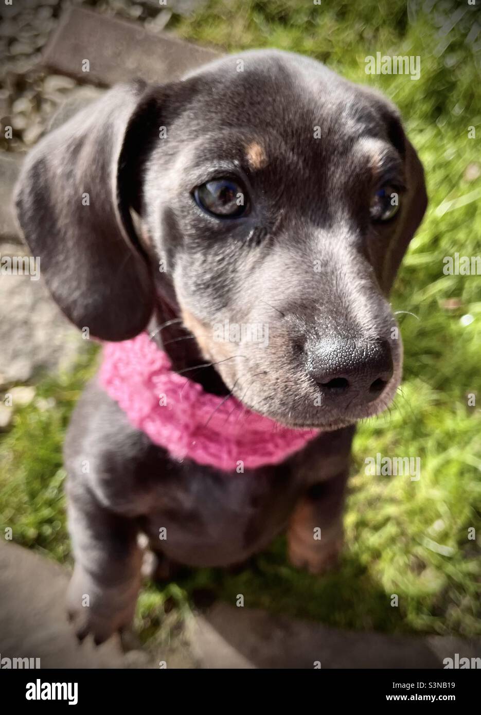 Billie Reynolds Miniature Dachshund Dog Puppy Pet - Smartphone-aufgenommenes Stockfoto