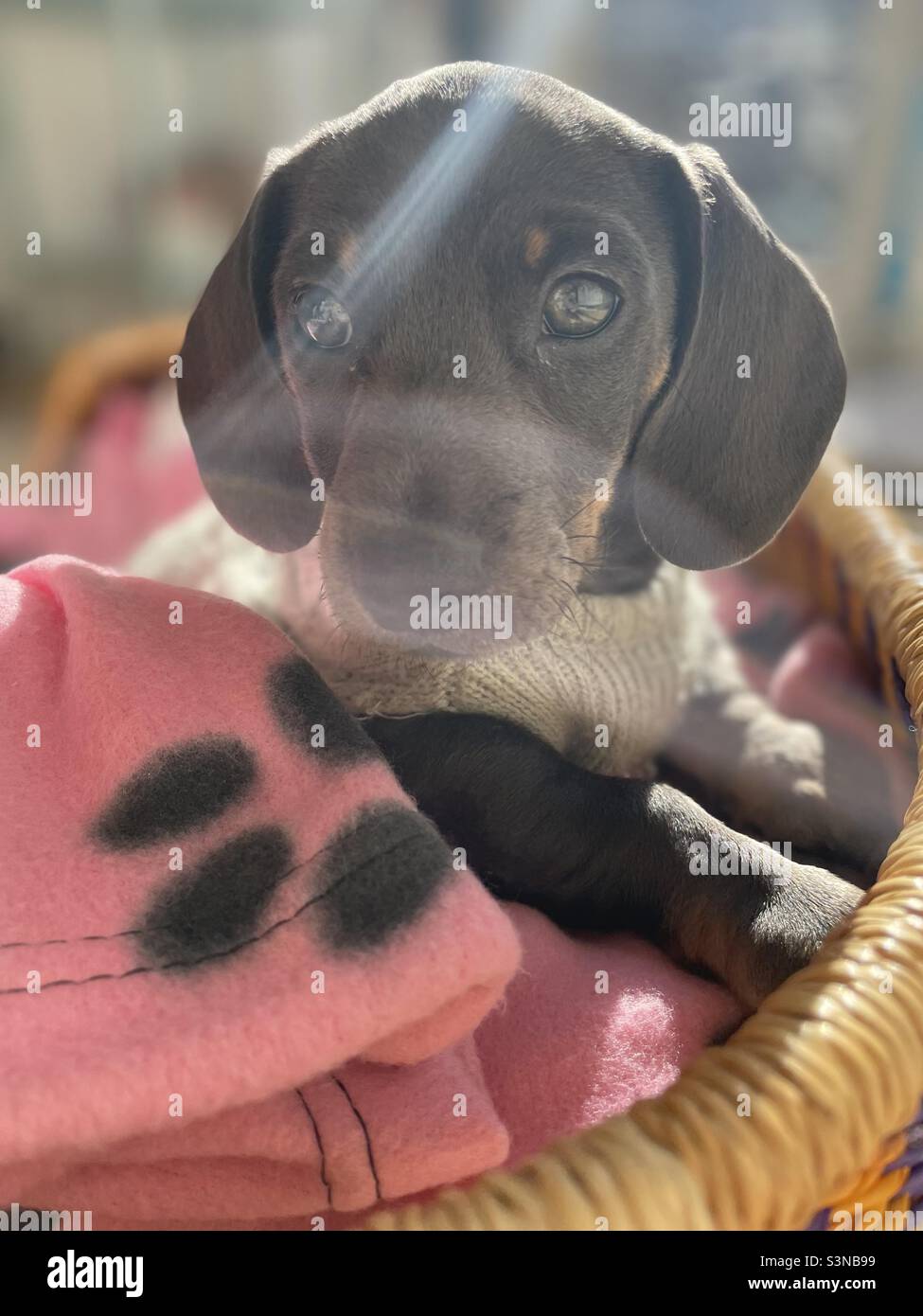 Billie Reynolds Zwergdachshundwurst Hund Hund Hund Haustier Hund - Smartphone-aufgenommenes Stockfoto