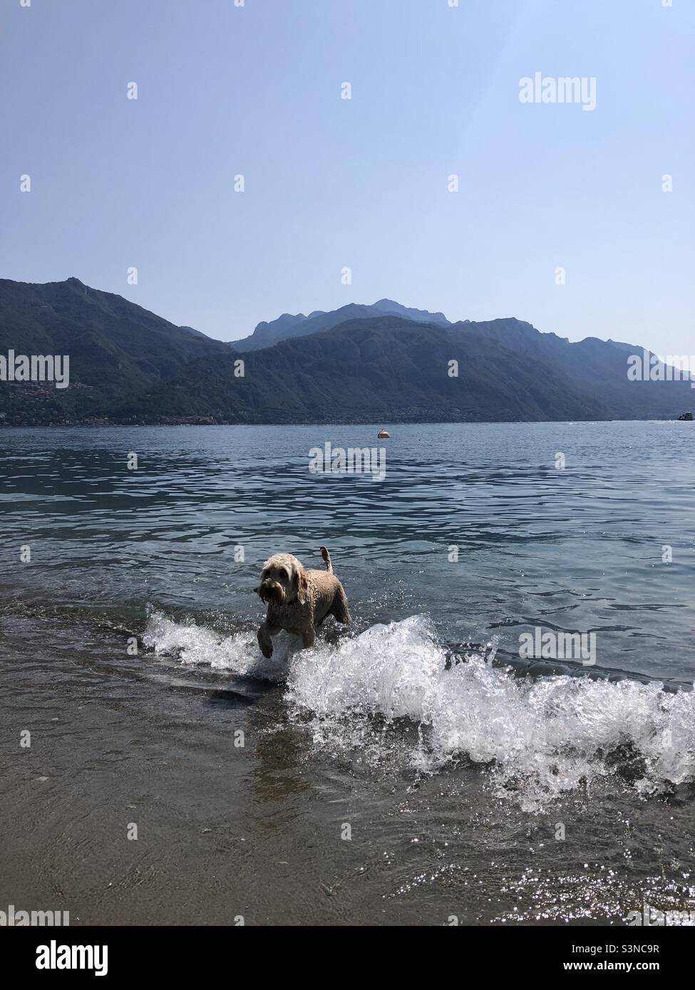 Buzz Reynolds paddeln im Comer See Hund Stockfoto