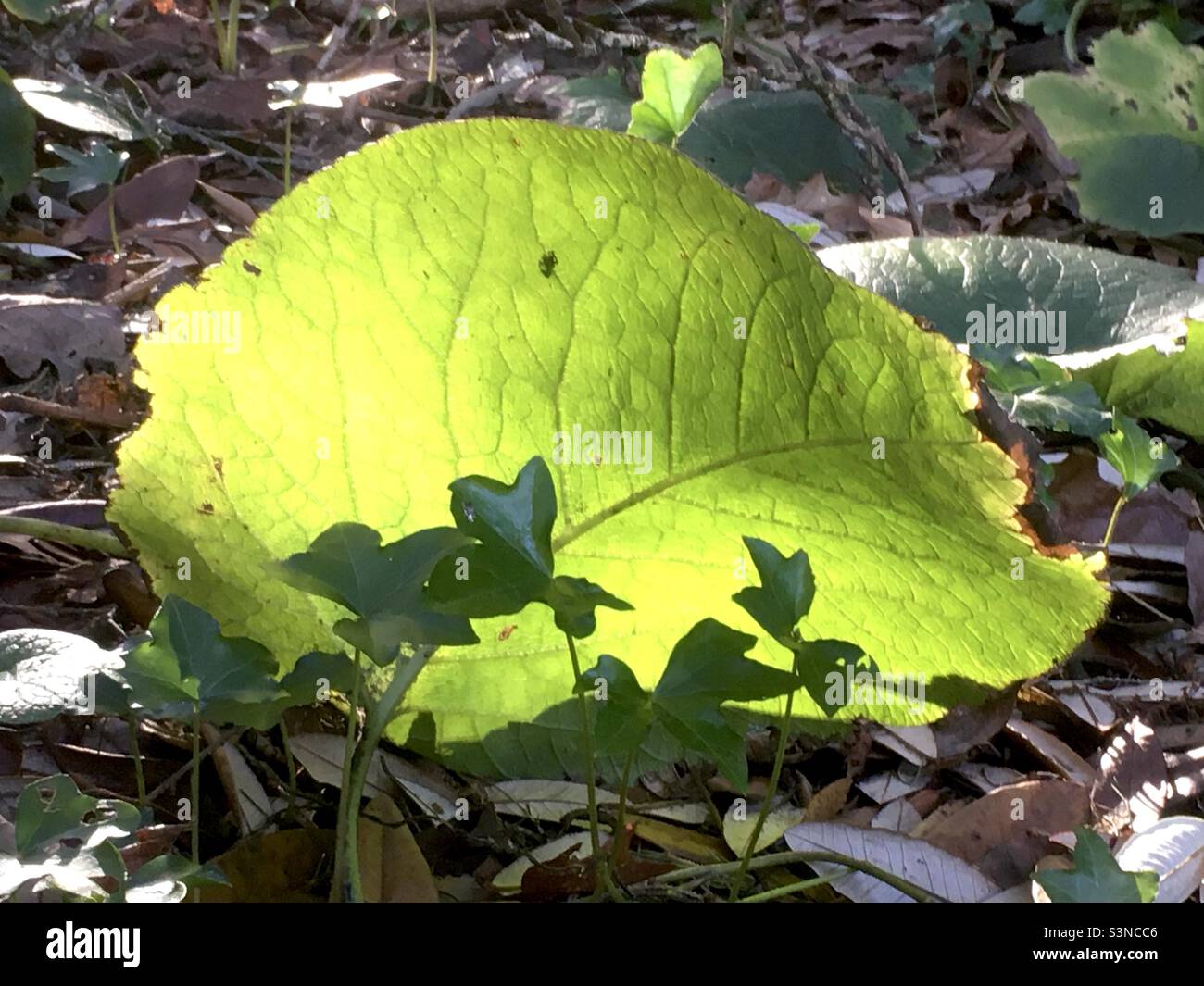 Blatt, Blätter, Sonnenlicht, Waldboden, Natur, Grün Stockfoto