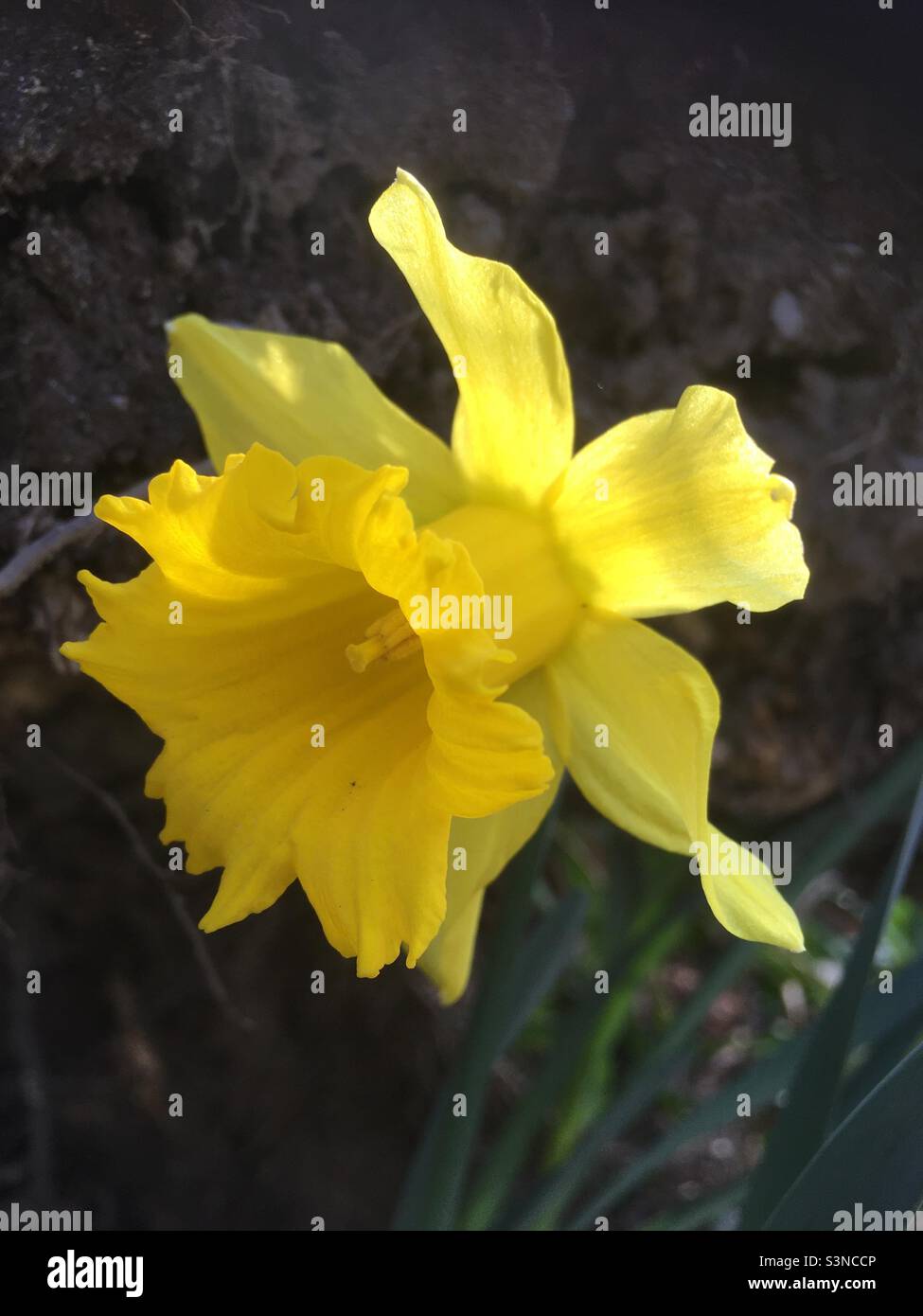 Daffodil, gelb, Zitrone, Blume, Frühling, Frühlingsblume, Natur, beleuchtet, Freude Stockfoto