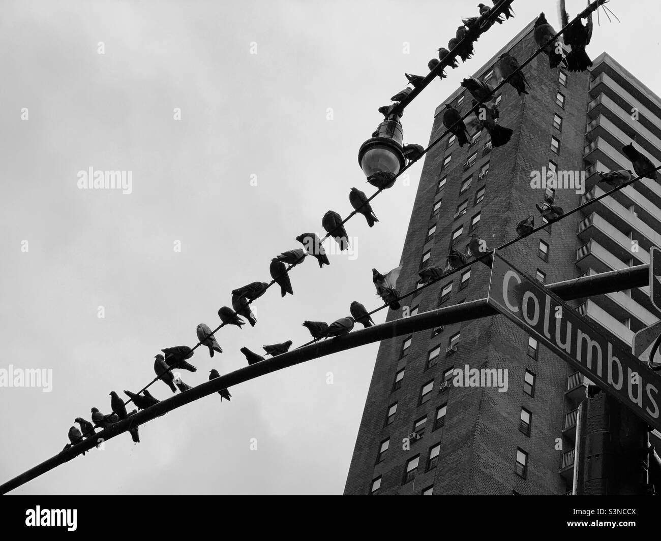 Gruppen von Tauben in schwarz und weiß Stockfoto Gruppen von Tauben in schwarz und weiß Stockfoto