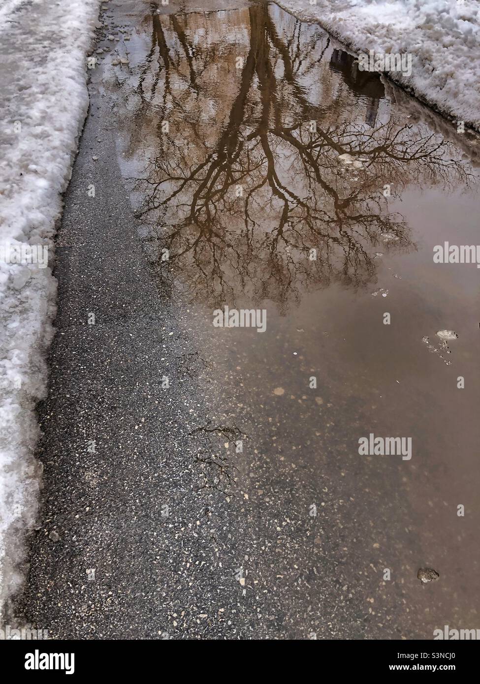 Bäume spiegeln sich in einer Pfütze. Stockfoto