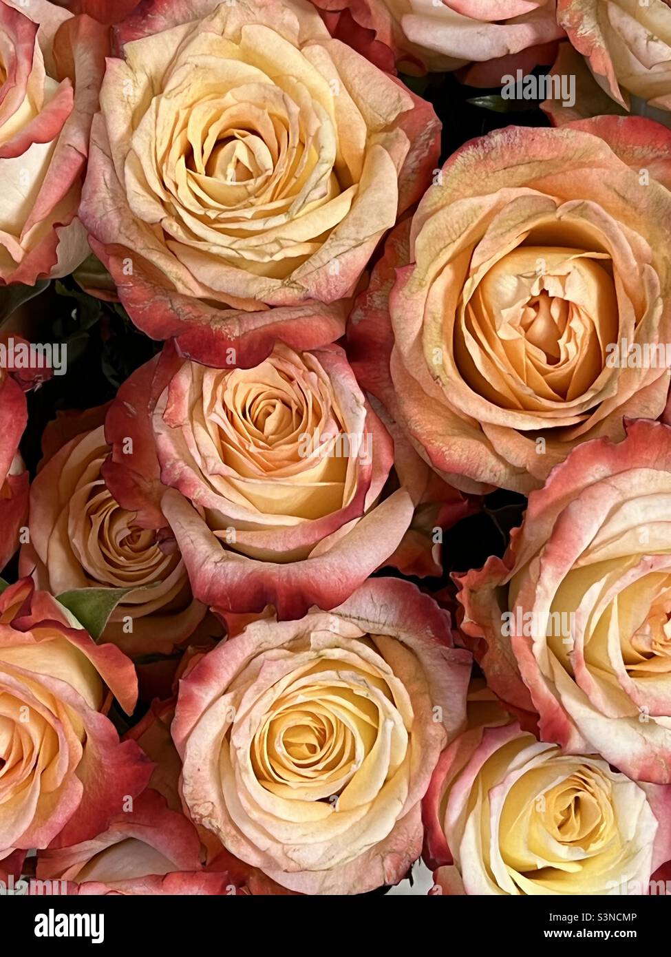 Voller Hintergrund von pfirsichfarbenen Rosen Stockfoto