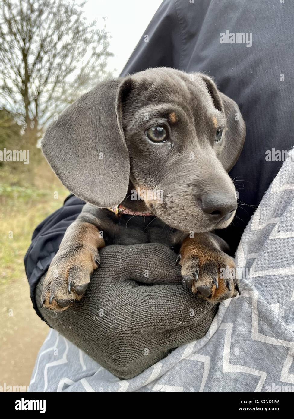 Billie Reynolds Miniature Dachshund Welpe im Sack beim Wandern - Smartphone-aufgenommenes Stockfoto