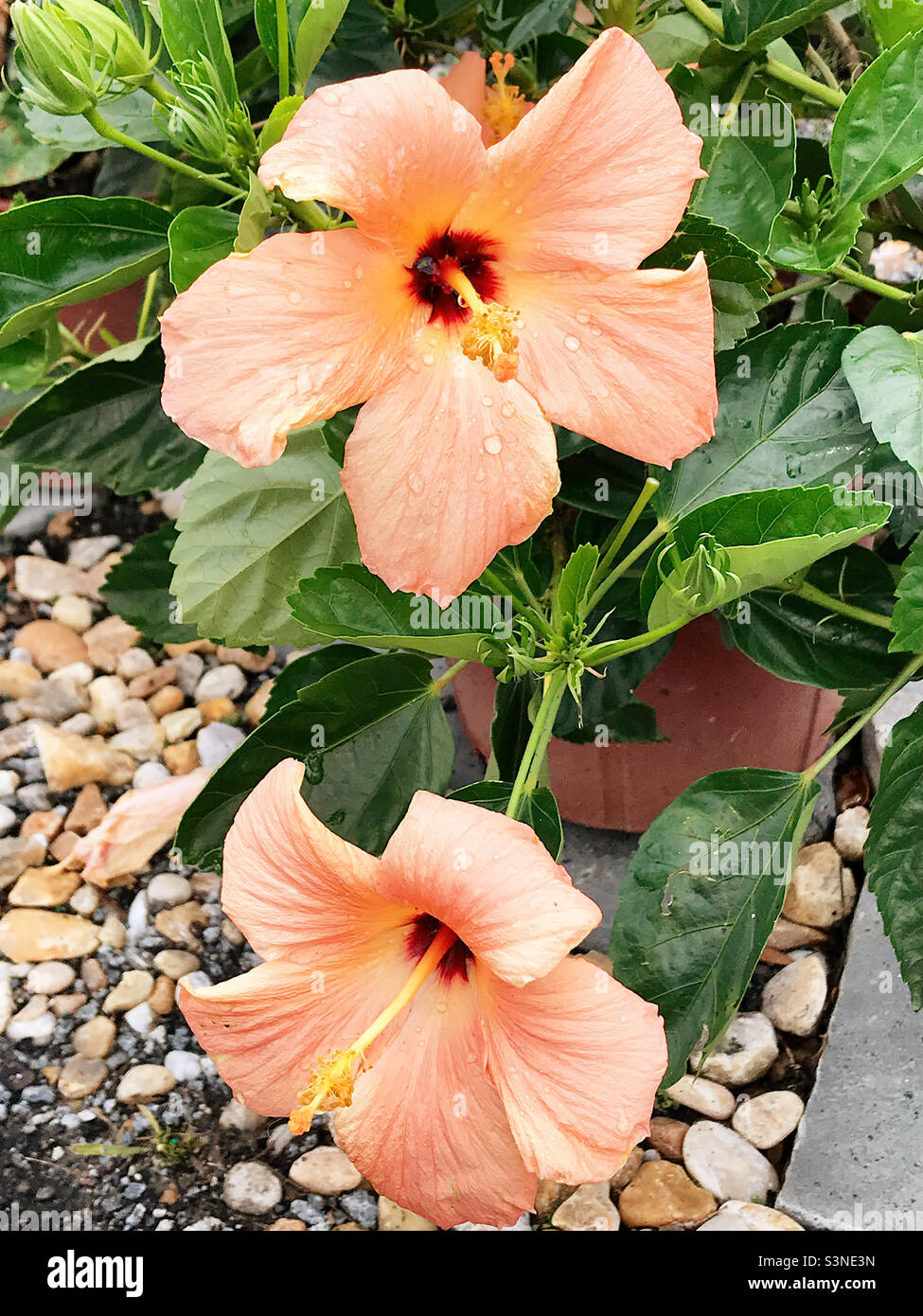 Peach hibiscus discount