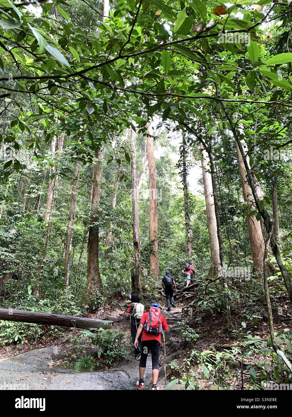 Dschungeltrekking im tropischen malaysischen Wald Stockfoto