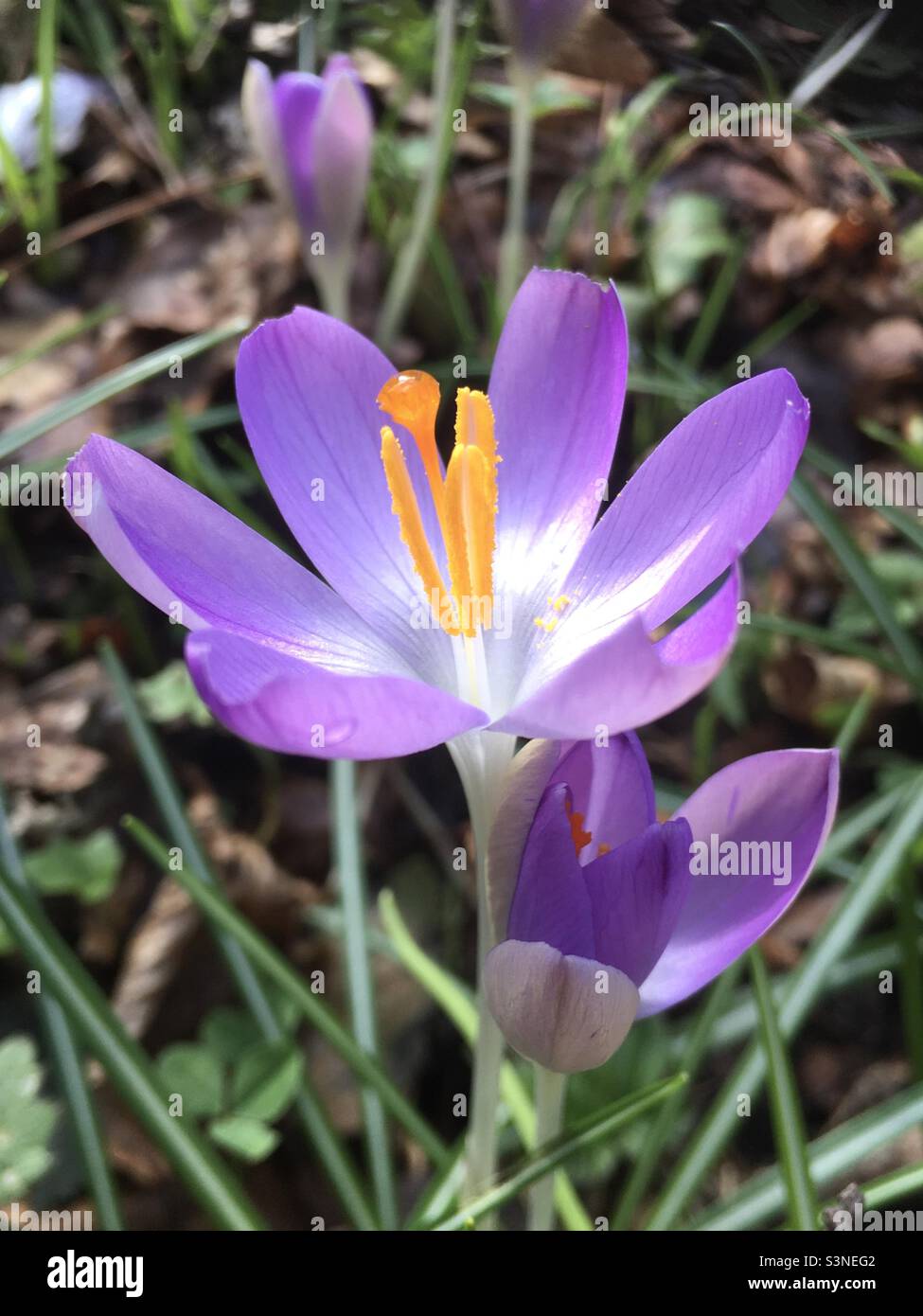 Krokus, Frühlingsblume, hell, lila, Gold, Grün, Natur, Schönheit Stockfoto