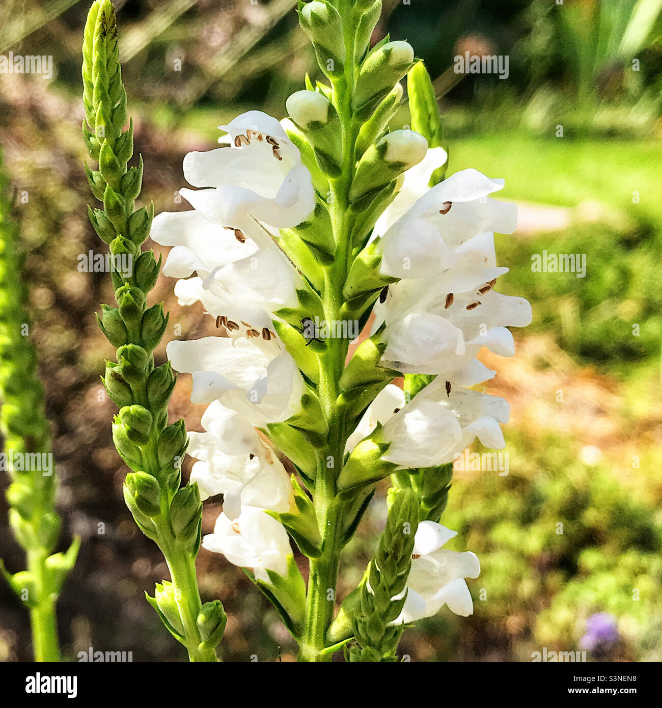 Gehorsame Pflanze mit weißen auffälligen Blütenblüten. Stockfoto