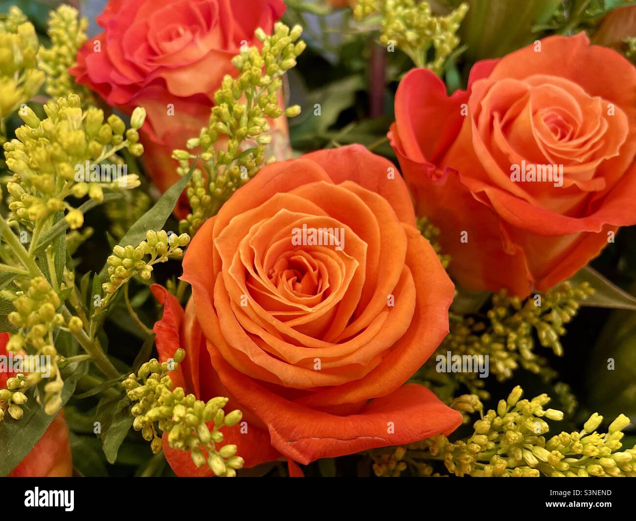 Wunderschöne orangefarbene Rosenblüten. Stockfoto