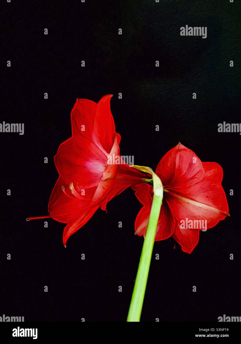 Zwei unberührte Amaryllis-Blüten, wie ein Gemälde. Freude. Schönheit. Sagen Sie es mit Blumen. Überschwängliche Farbe. Stockfoto