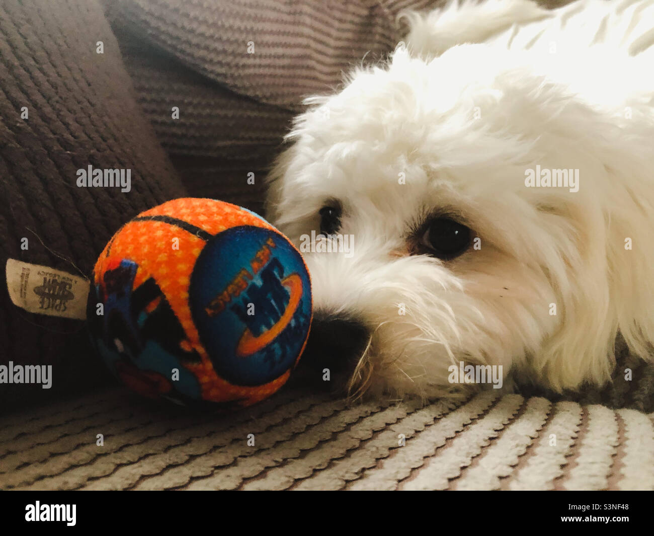 Nahaufnahme eines kleinen, flauschigen, weißen Cavapoo-Hundes, der mit einem Spielzeug auf einem Sofa spielt. - Smartphone-aufgenommenes Stockfoto