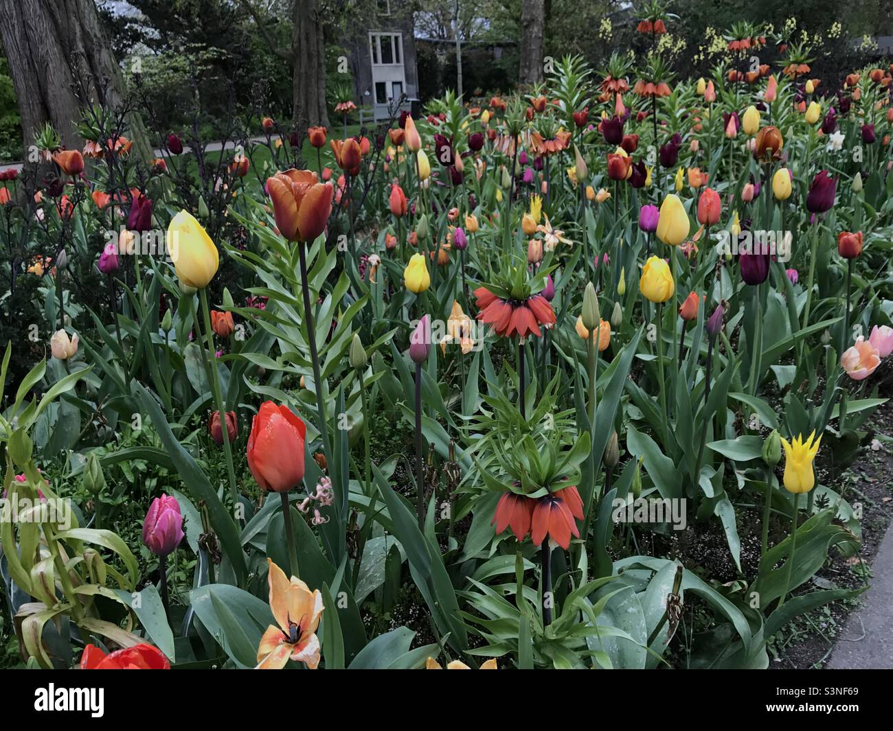 Blumen in Artis Zoo Amsterdam Stockfoto