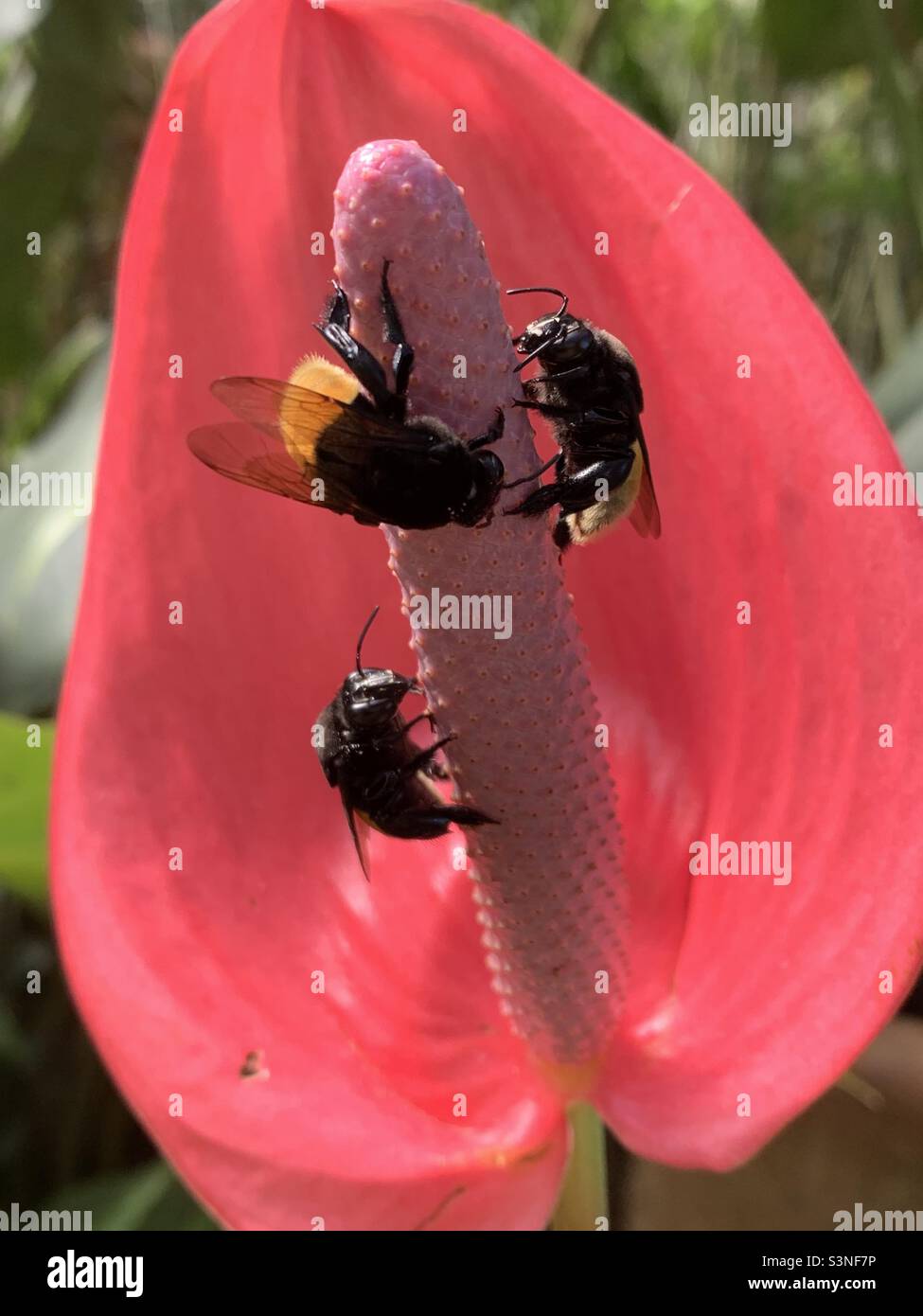 Mexikanische Bienen auf Flamingo-Lilie Stockfoto