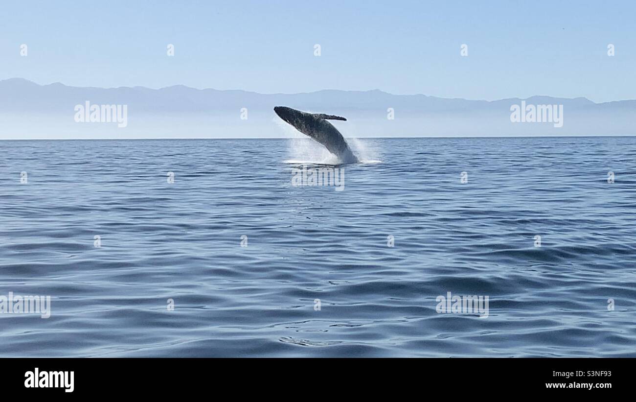 Buckelwale springen brechen in der Bucht von banderas in Mexiko - Smartphone-aufgenommenes Stockfoto
