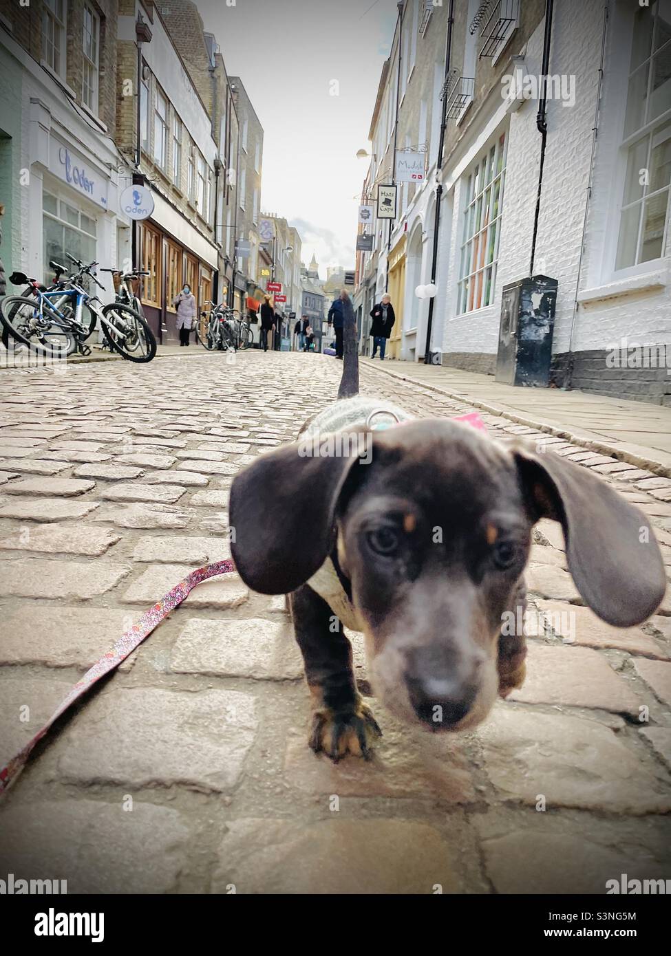 Billie Reynolds Miniature Dachshund Dog Puppy Cambridge - Smartphone-aufgenommenes Stockfoto