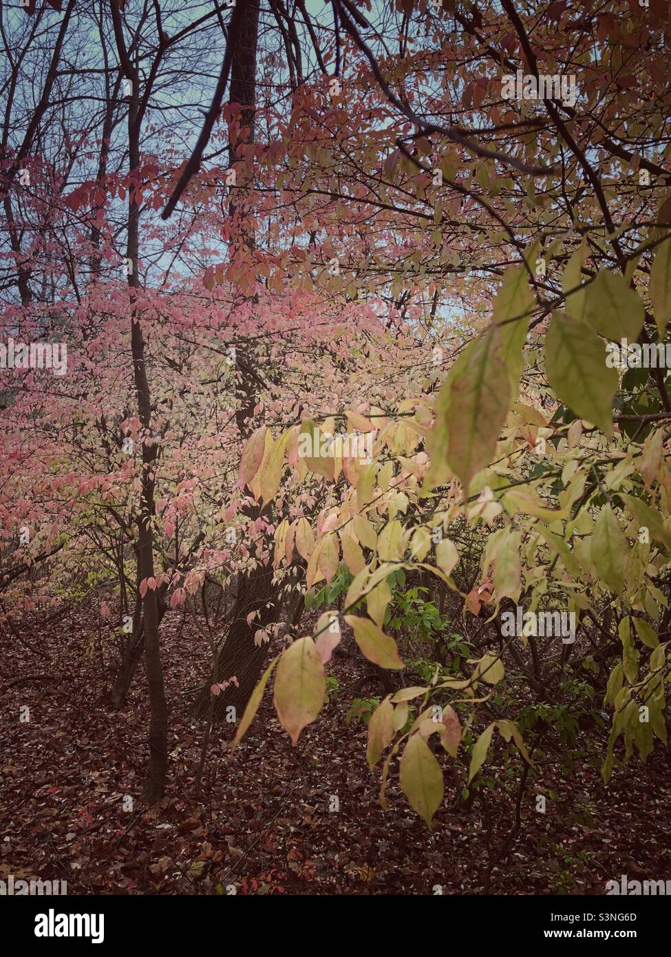 Wie der Herbst beginnt… Stockfoto