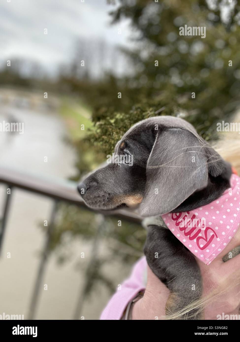 Billie Reynolds Cambridge Miniatur-Dachshund-Welpe - Smartphone-aufgenommenes Stockfoto