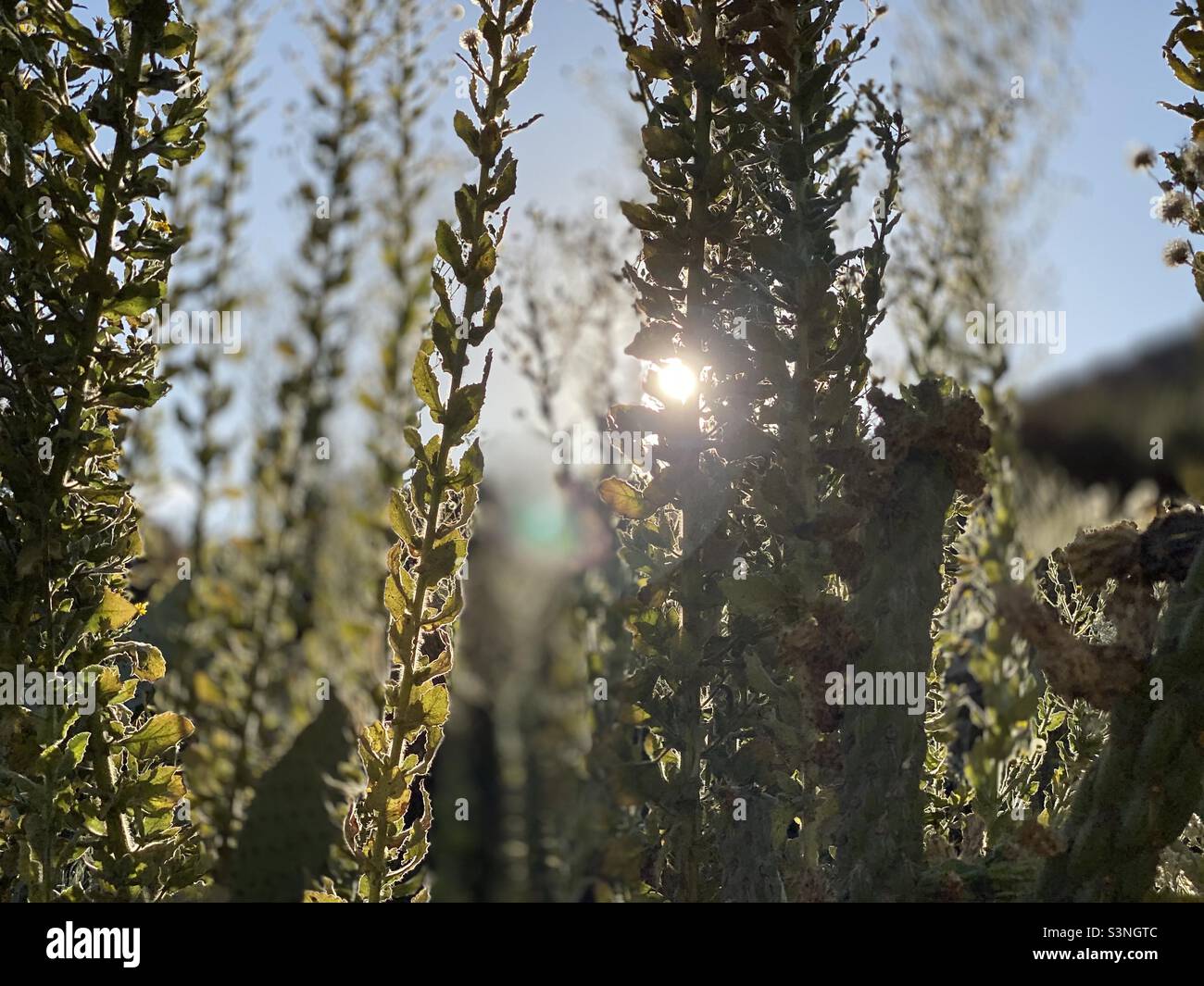 Nahaufnahme eines Kaktus mit Sonne Stockfoto