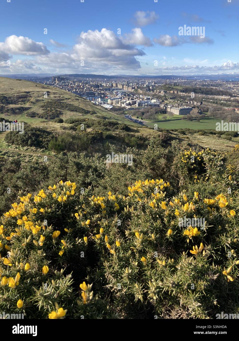 Blick auf das Edinburgh Castle und die Altstadt über die Ginstersträucher im Holyrood Park, Edinburgh Stockfoto