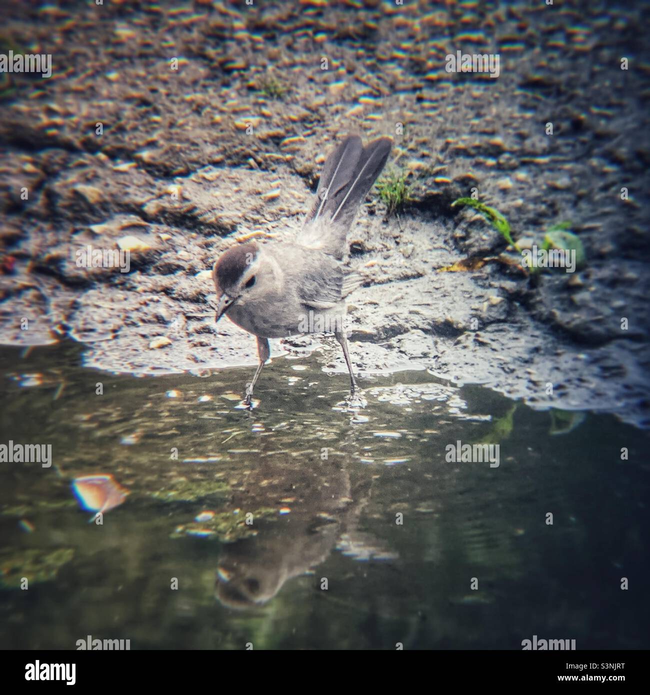 Grauer Katzenvögel, der auf das Wasser schaut Stockfoto