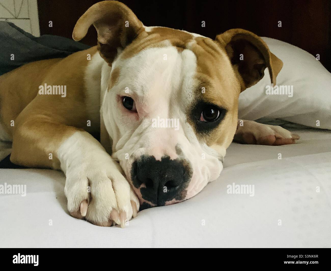 Bulldogge Welpen - Smartphone-aufgenommenes Stockfoto