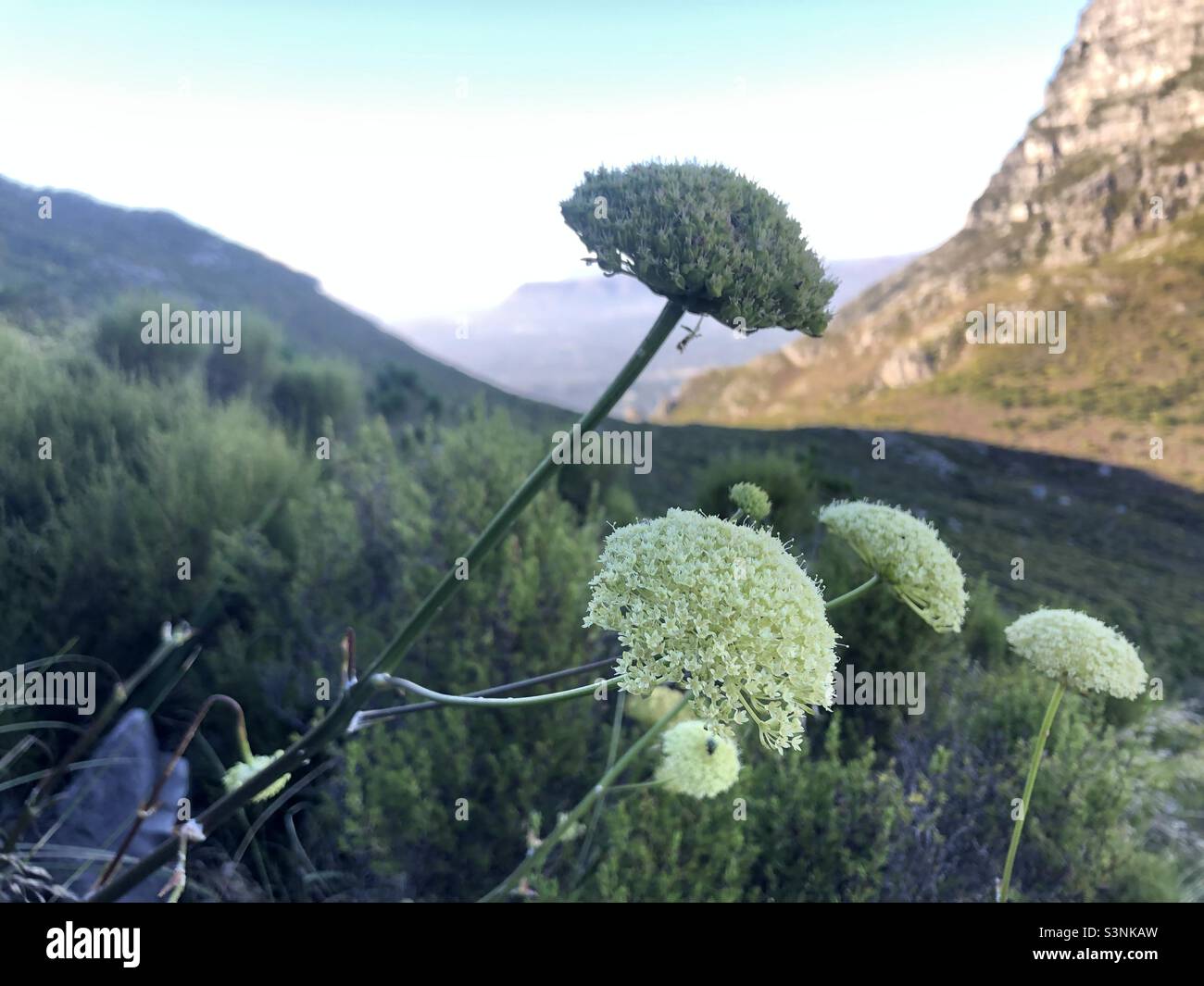 Fynbos wachsen auf dem Tafelberg Stockfoto