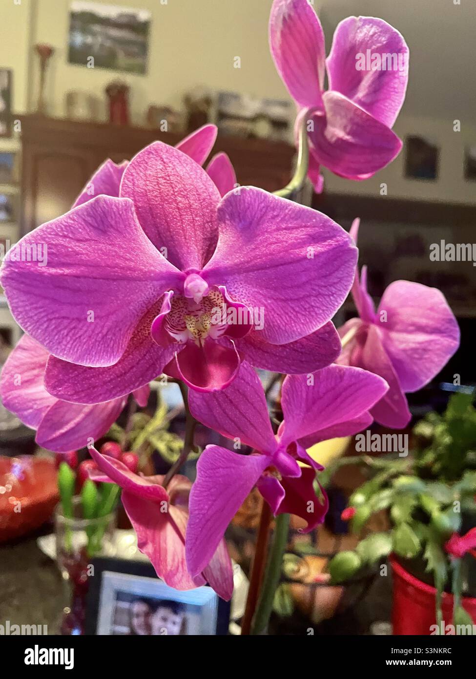 Hell rosa Orchidee - Smartphone-aufgenommenes Stockfoto