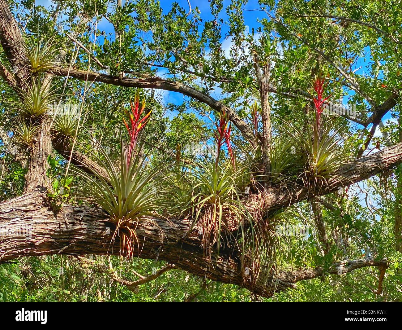 Bromelien oder Luftpflanzen, die im Everglades National Park wachsen Stockfoto