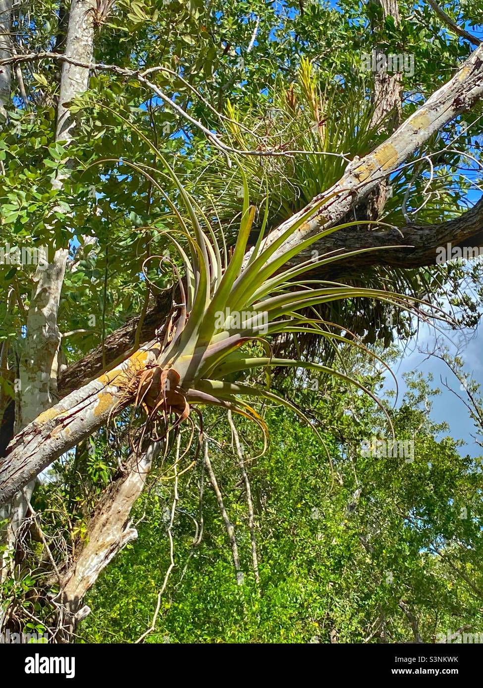 Bromelien, oder Luftwerk wächst im Everglades National Park Stockfoto