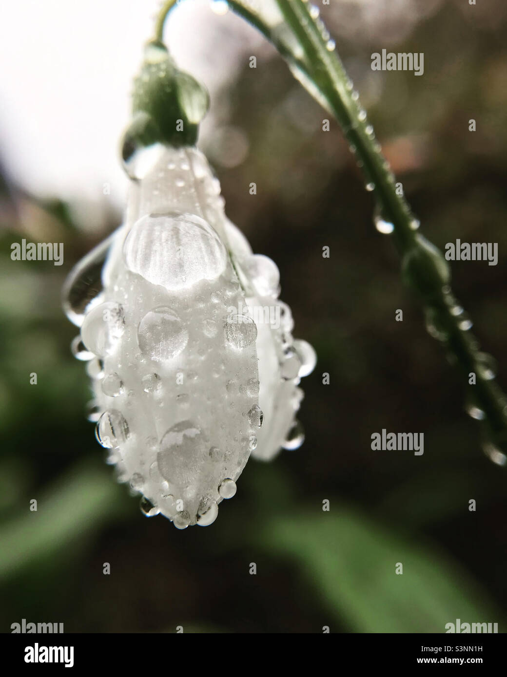 Schneeglöckchen im Regen Stockfoto