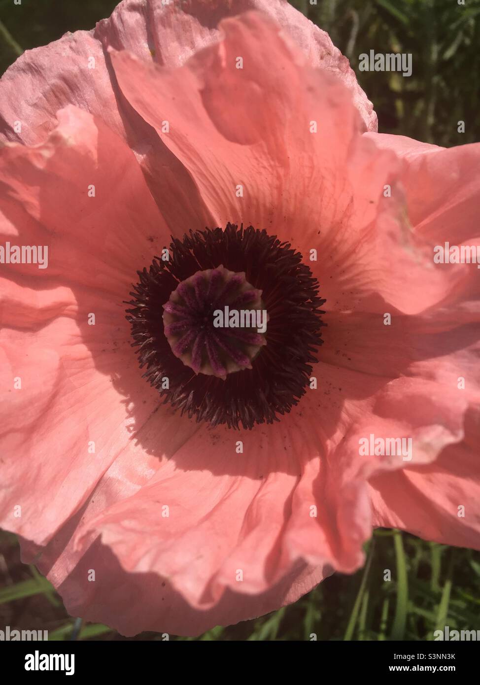 Mohn in voller Blüte, schönes hellrosa Gewebe wie Blütenblätter. Stockfoto