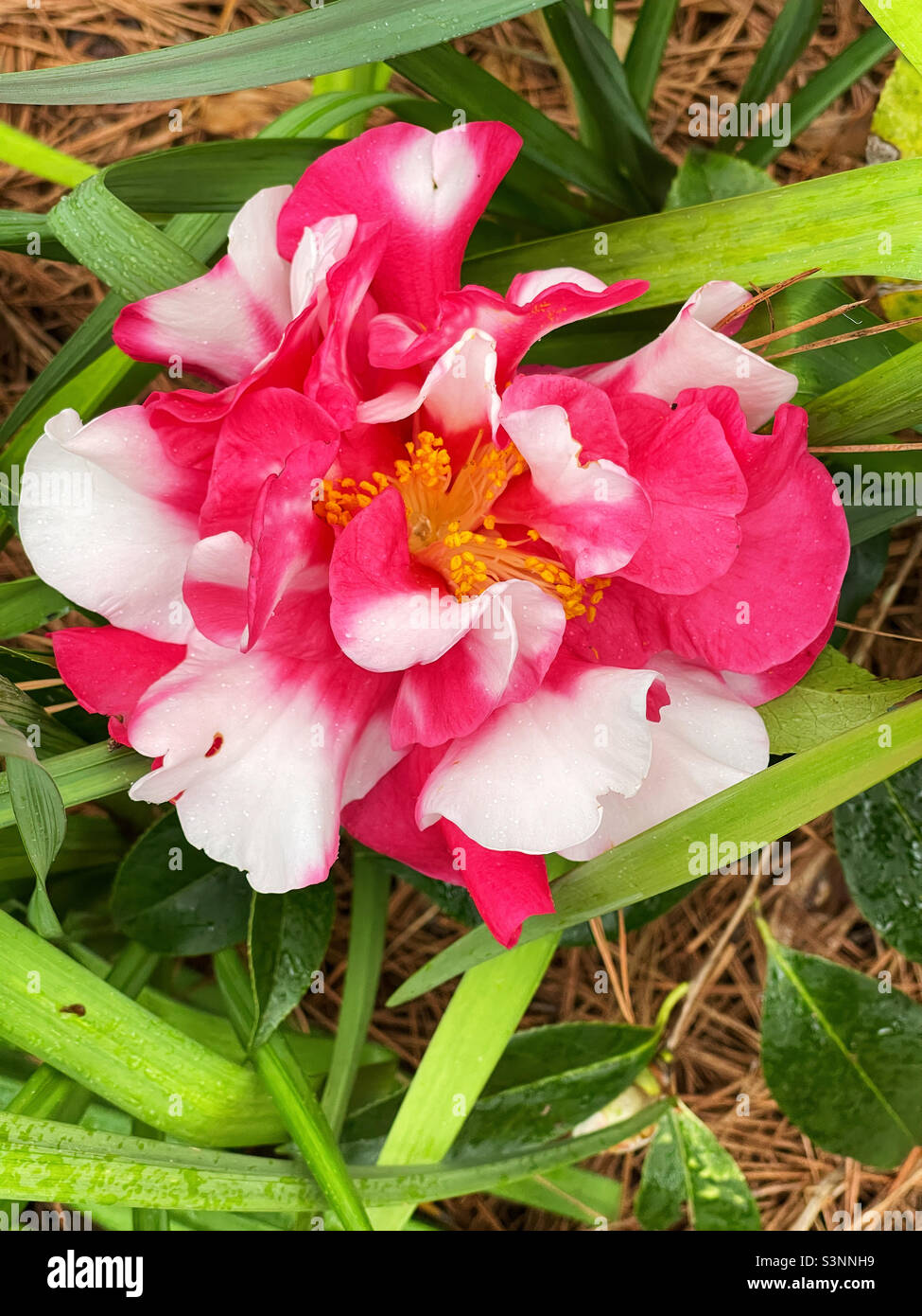 Frank Houser färbte rote und weiße Kamelienblüten. Stockfoto