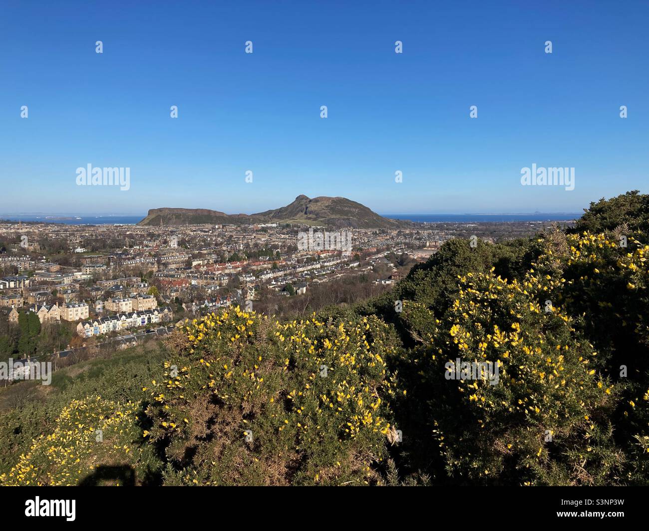 Blick auf Arthur’s Seat über den Gorse von den Hängen des Blackford Hill, Edinburgh Stockfoto