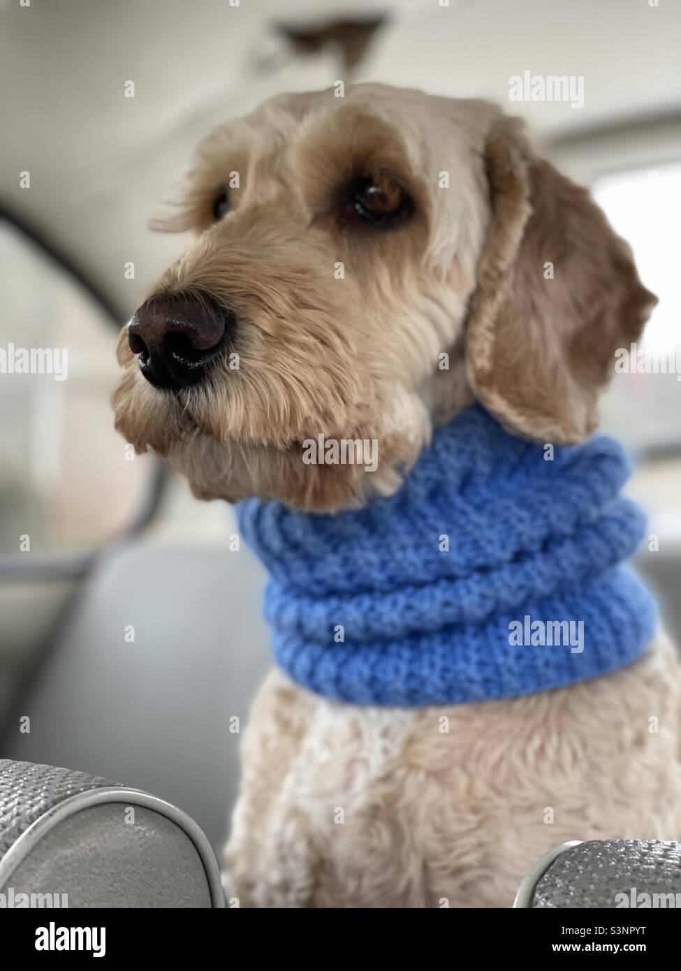 Schöner Buzz Reynolds Cockapoo Snood Dog Stockfoto