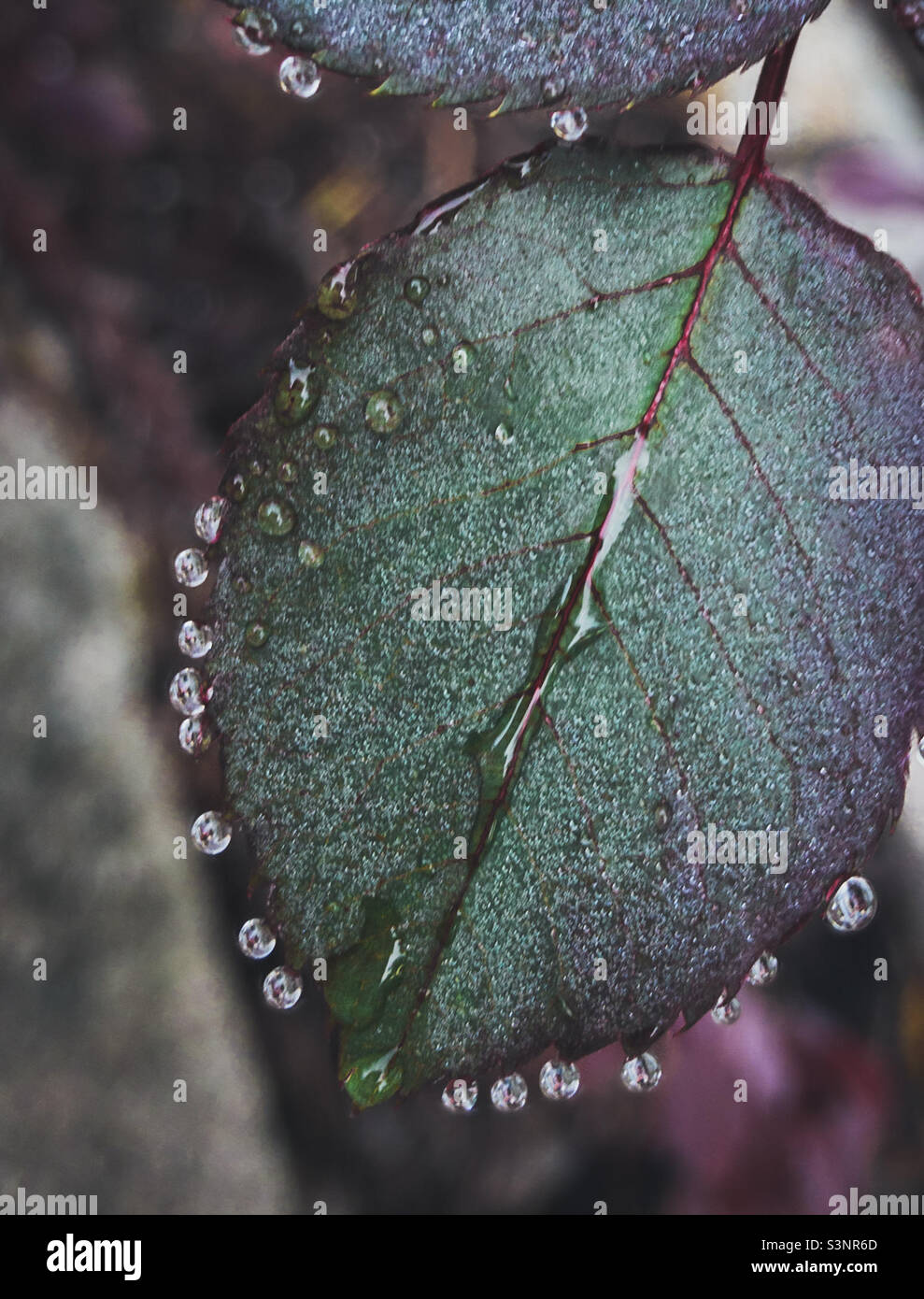 Regentropfen auf Rosen - Wassertropfen auf einem lila und grünen Rosenbuschblatt Stockfoto