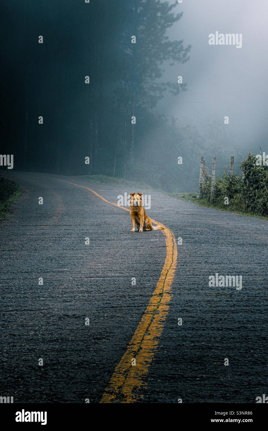 Kleiner Hund posiert für ein Foto mitten auf einer Straße in Santa Catarina, Brasilien Stockfoto