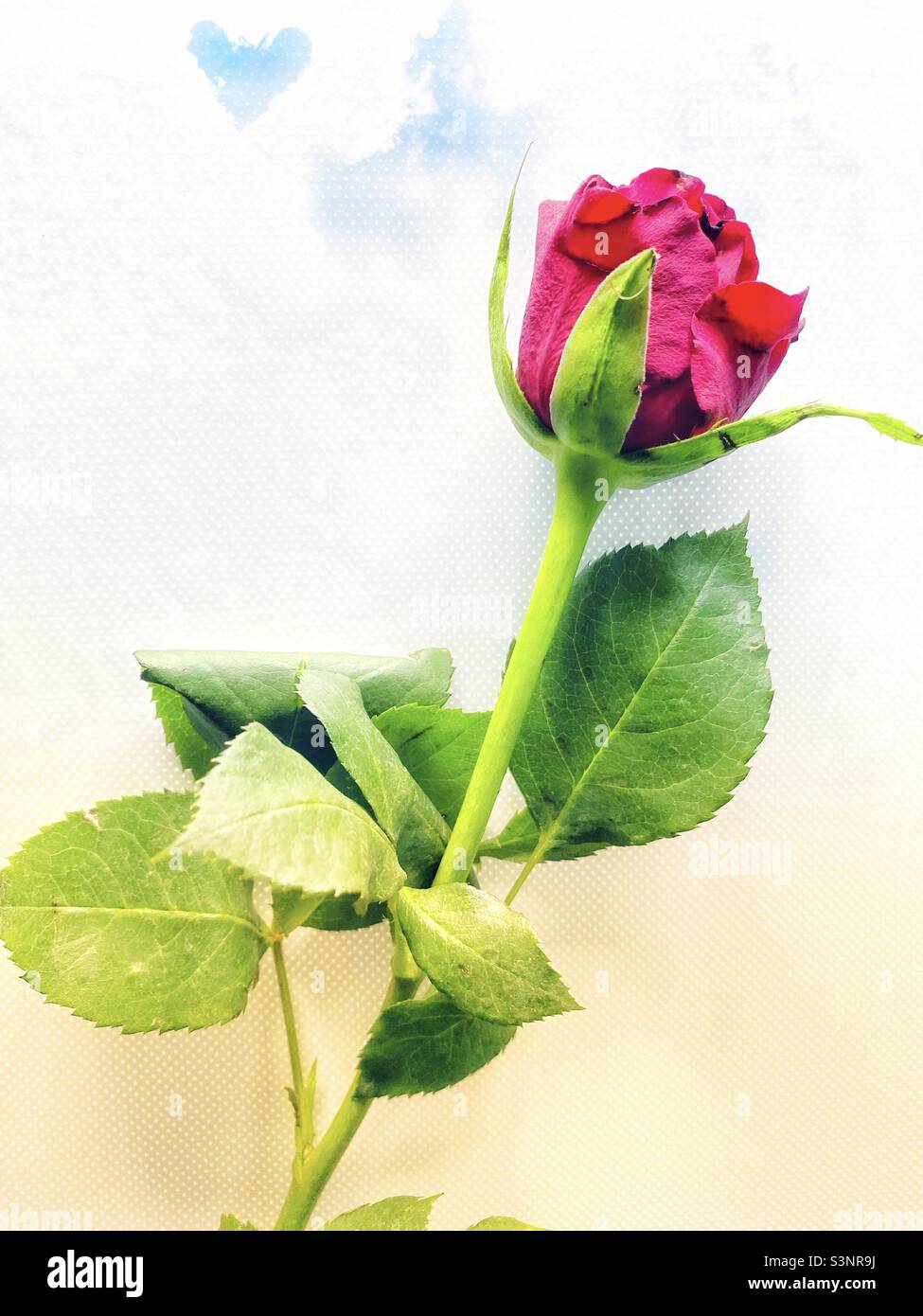 Eine Rose auf weißem Grund mit einem Hauch von Farbe und einem Herzen Stockfoto