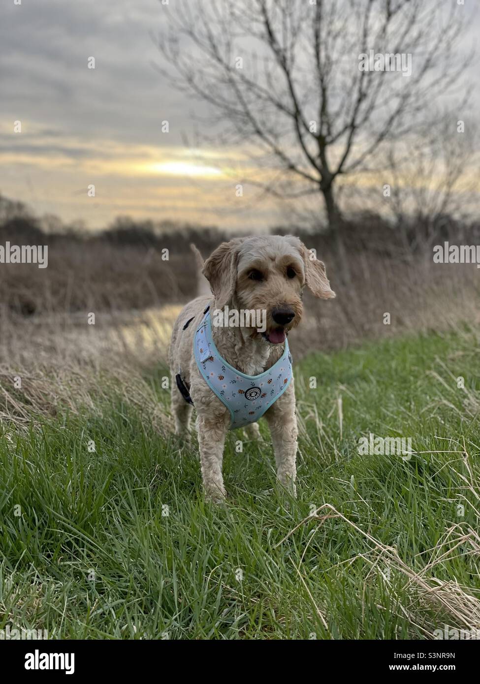 Buzz Reynolds Cockapoo Sunset Dog Stockfoto