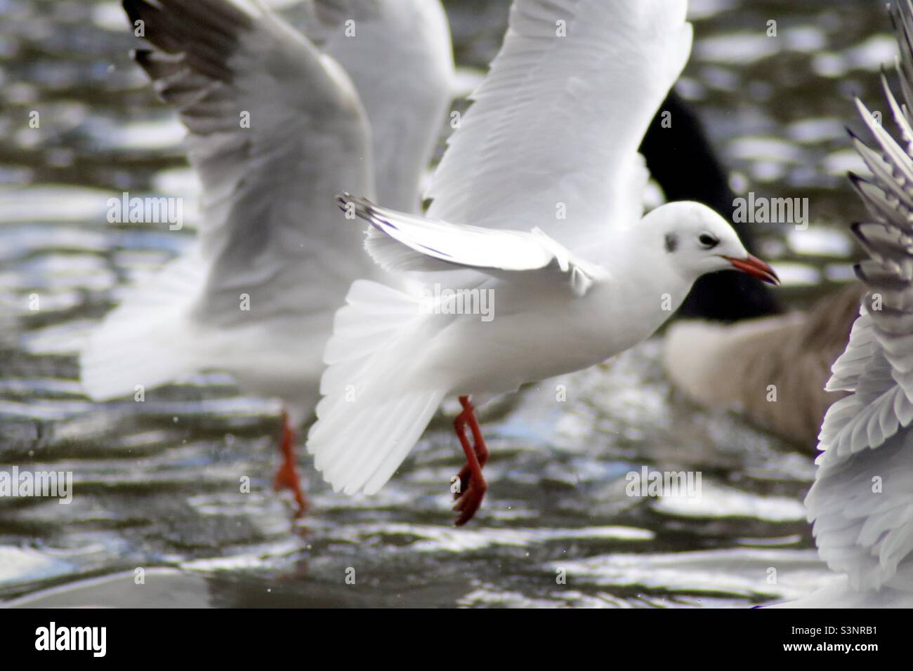 Schwarze Spitze Möwe im Flug - Smartphone-aufgenommenes Stockfoto