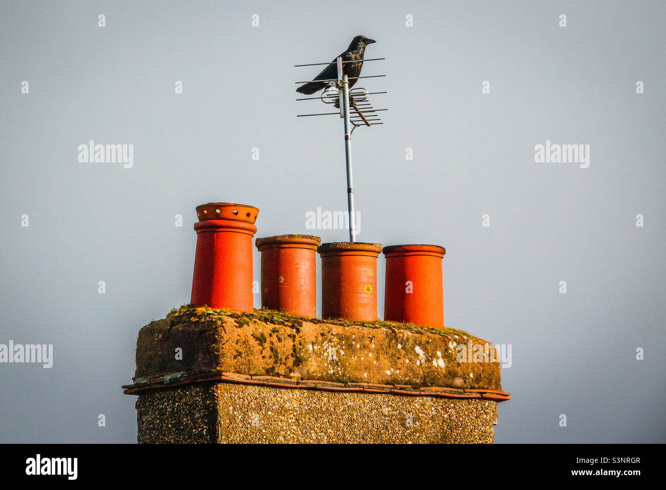 Die perfekte Luftaufnahme - Eine schwarze Krähe, die auf einer Fernsehantenne sitzt, die auf einem Schornstein auf einem Wohneigentum in Glasgow, Schottland, montiert ist Stockfoto