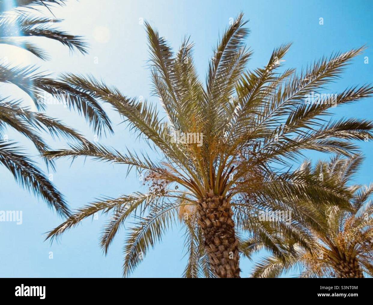 Wären Sie gerne hier?! Palmen und schöner blauer Himmel Stockfoto