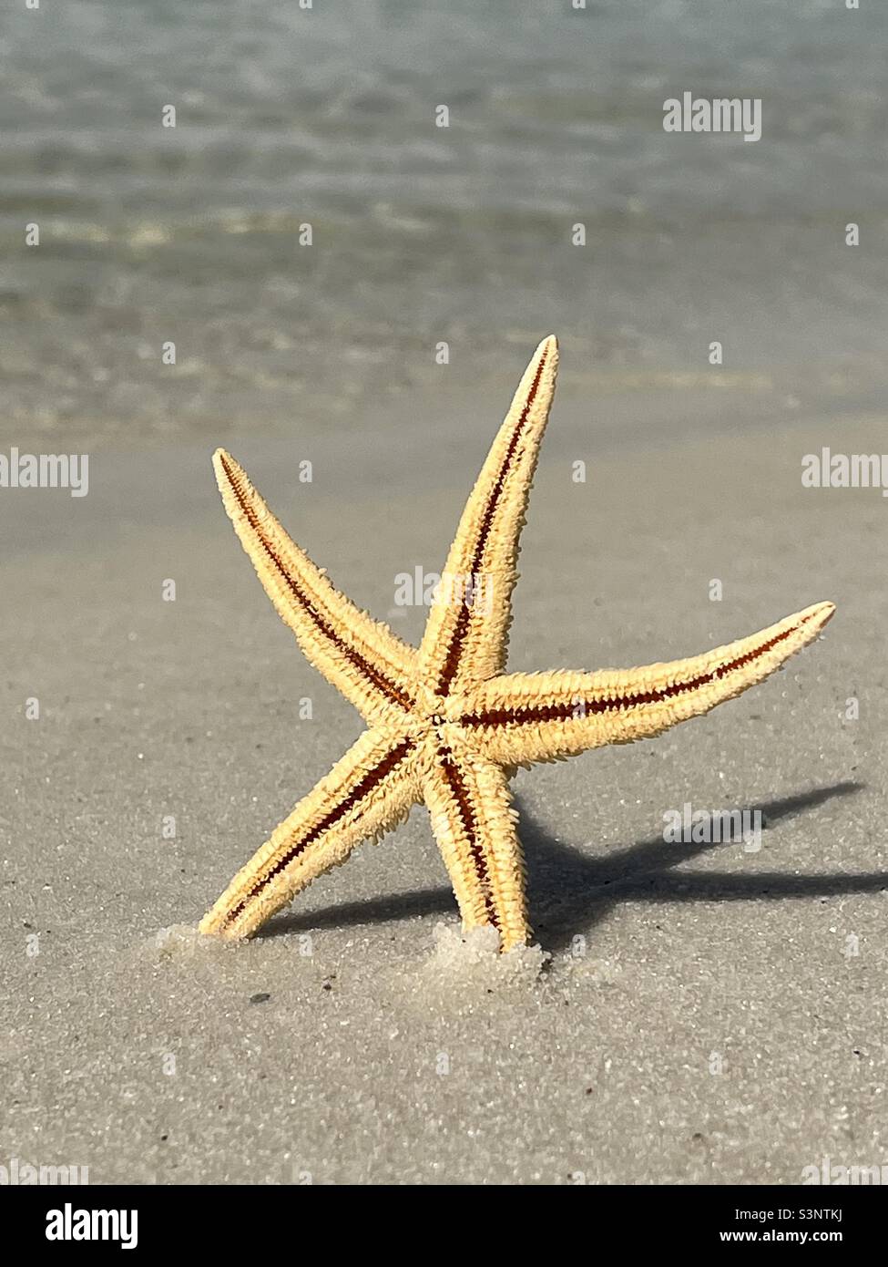 Am Strand sand Seestern Stockfoto