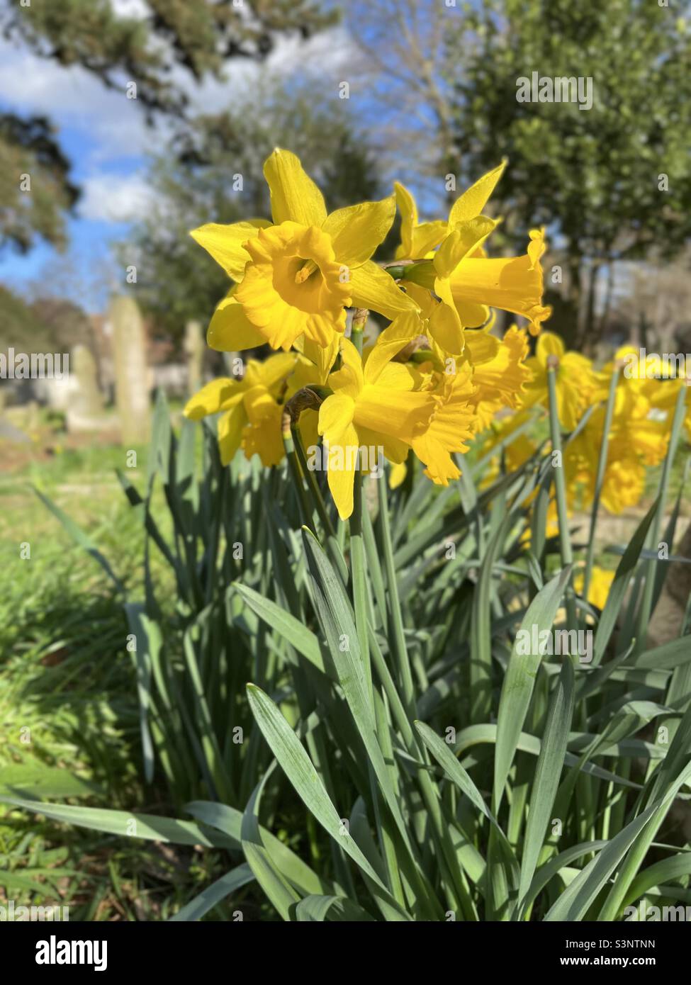 Frühling-Narzissen - Smartphone-aufgenommenes Stockfoto